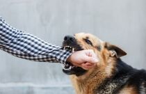 Qué hacer para presentar una demanda por ataque de perro en Illinois