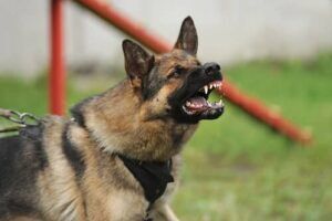 indemnización por mordedura de perro